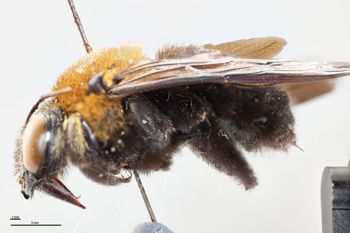 Media type: image;   Entomology 810854 Aspect: habitus lateral view